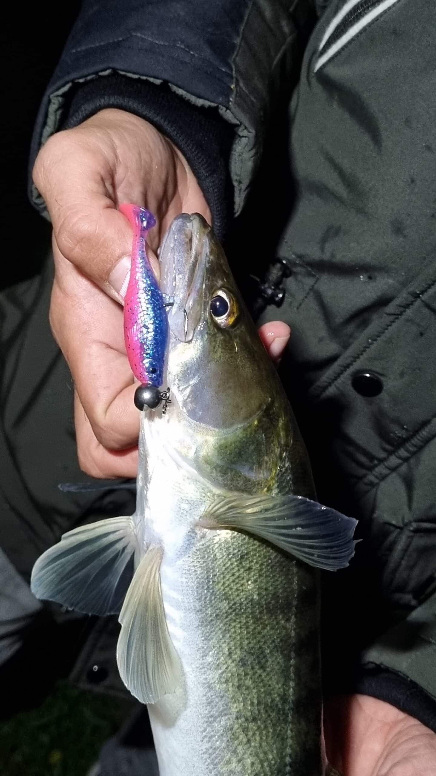 Patriot Baitfish 6cm - Afbeelding 3